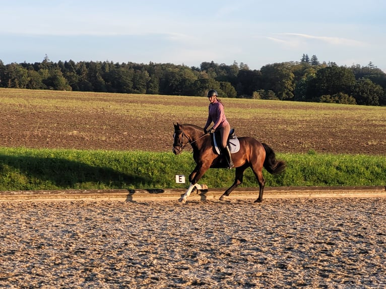 Freiberger Gelding 5 years 15.2 hh Bay-Dark in Bleienbach