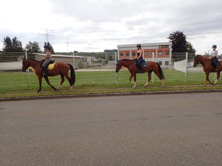 Freiberger Gelding 5 years 15,2 hh Brown in Rümmingen