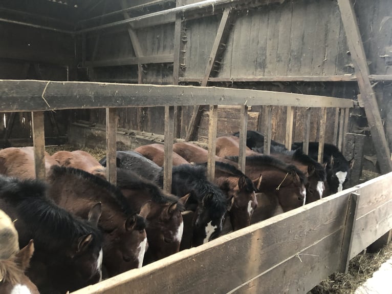 Freiberger Gelding 5 years 15,2 hh Brown in Rümmingen