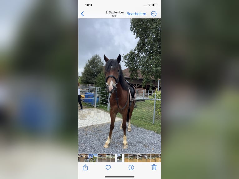 Freiberger Gelding 5 years 15 hh Brown in Tübach