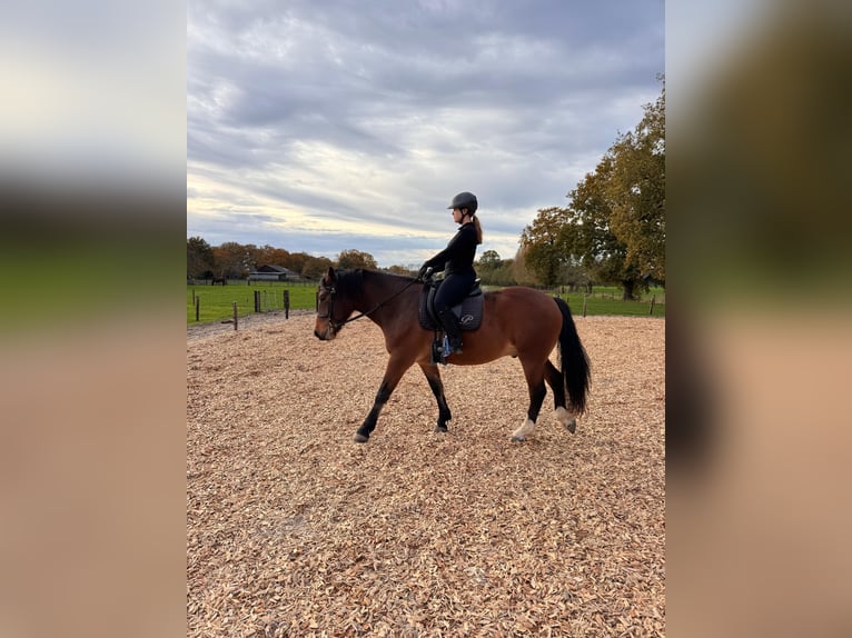 Freiberger Gelding 5 years 15 hh Brown in Ederveen