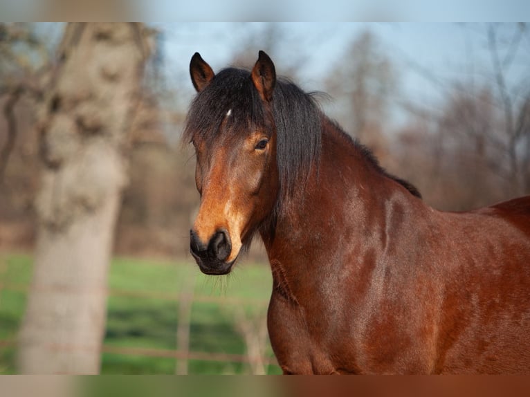 Freiberger Gelding 5 years 15 hh Brown in Ederveen
