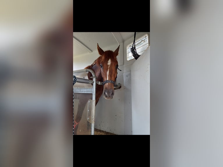 Freiberger Gelding 5 years 15 hh Chestnut in Neustadt am Rübenberge