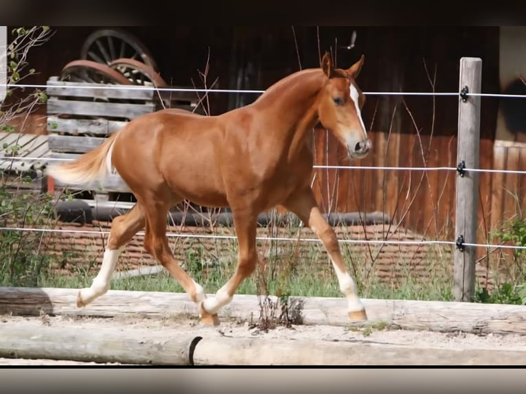 Freiberger Gelding 5 years 15,1 hh Chestnut-Red in Karlsruhe Freiberger Gelding 5 years 15,1 hh Chestnut-Red in Karlsruhe