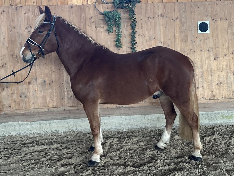 Freiberger Mix Gelding 5 years 15,2 hh Chestnut-Red in Riedlingen