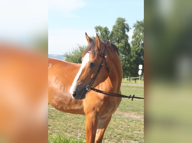 Freiberger Gelding 5 years 16 hh Brown in Sch&#xF6;nholzerswilen