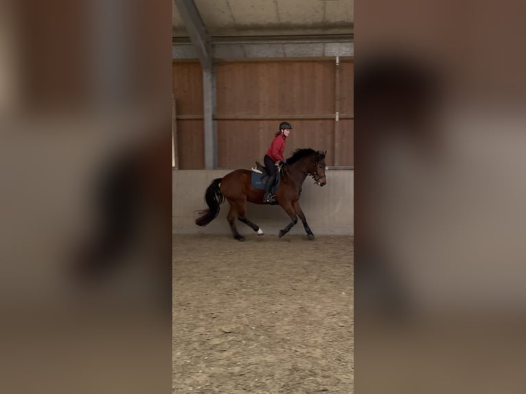 Freiberger Gelding 5 years 16 hh Brown in Paderborn