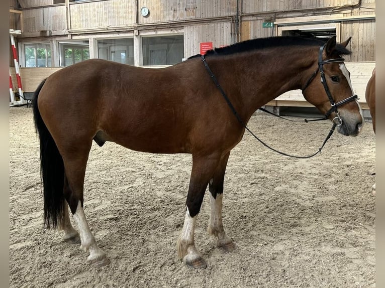 Freiberger Gelding 6 years 15.1 hh Brown in Zürich