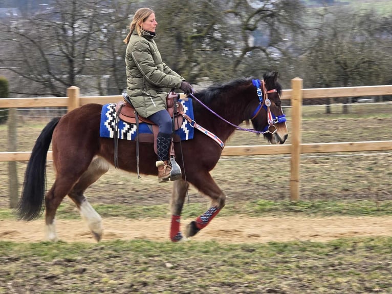 Freiberger Mix Gelding 6 years 15,1 hh Brown in Linkenbach