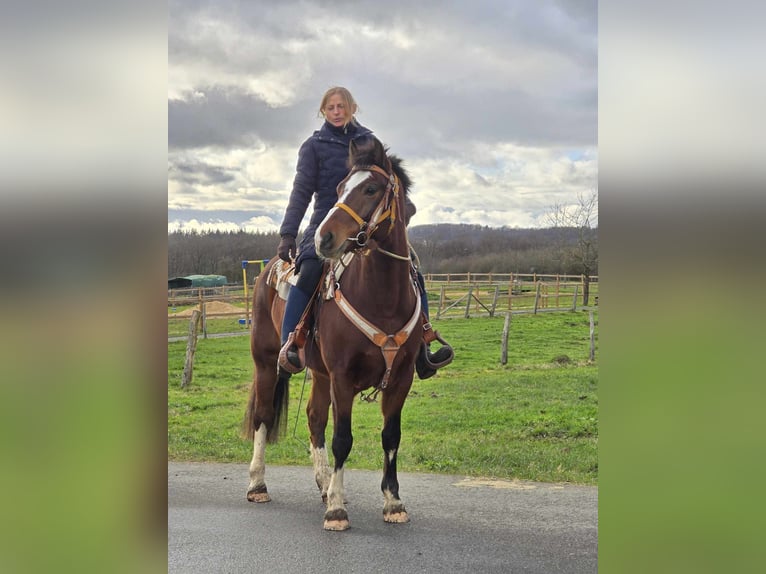 Freiberger Gelding 6 years 15,1 hh Brown in Linkenbach