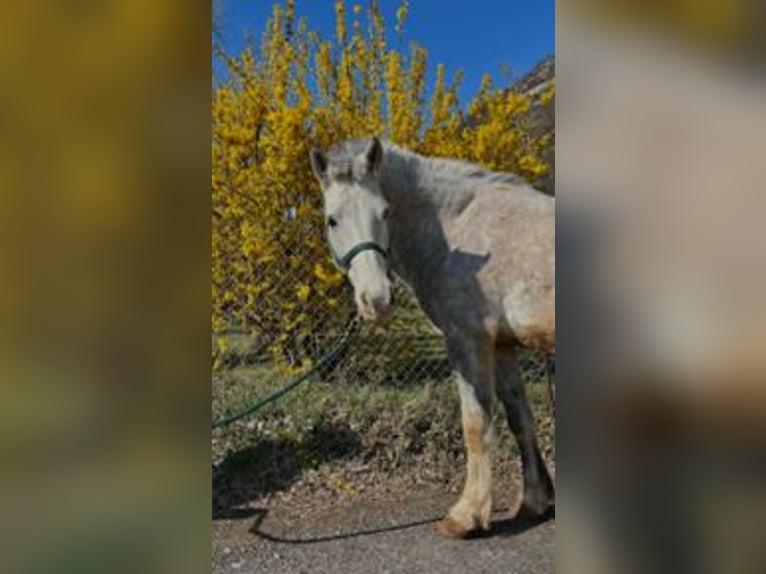 Freiberger Gelding 6 years 15.1 hh White in Brig