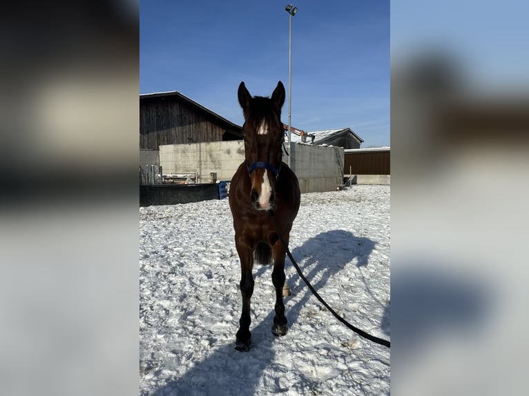 Freiberger Gelding 6 years 15,2 hh Bay-Dark in Tuggen