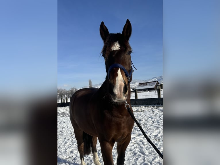 Freiberger Gelding 6 years 15,2 hh Bay-Dark in Tuggen