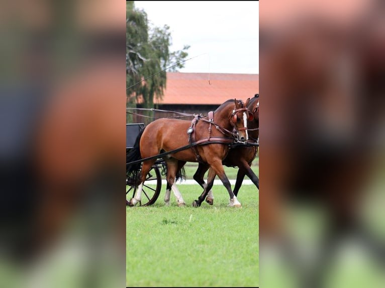Freiberger Gelding 6 years 15.2 hh Brown in Fischbachau