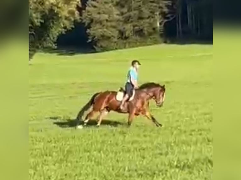 Freiberger Gelding 6 years 15.2 hh Brown in Fischbachau