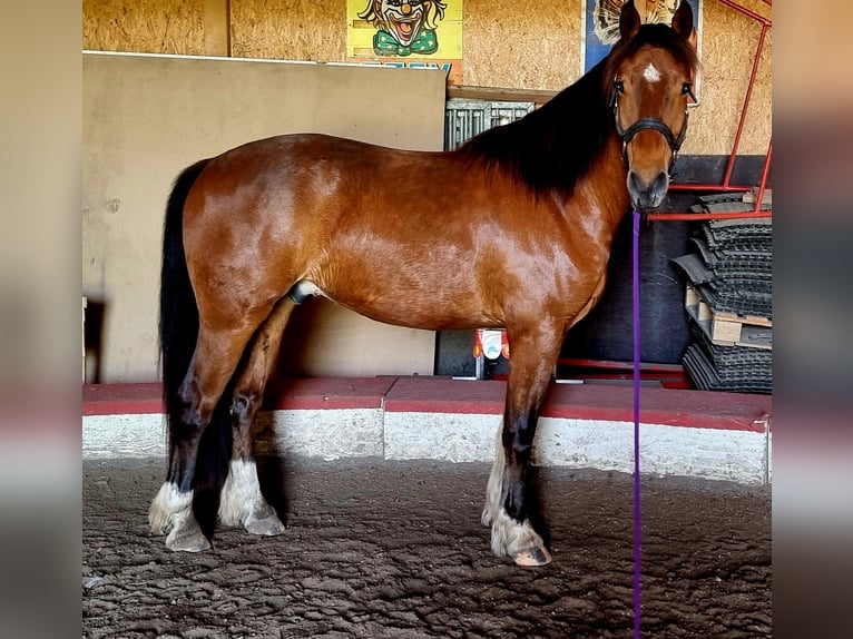 Freiberger Gelding 6 years 15,2 hh Brown in Bonau