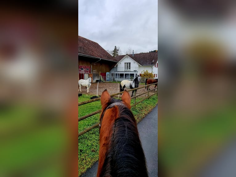 Freiberger Gelding 6 years 15,2 hh Brown in Bonau