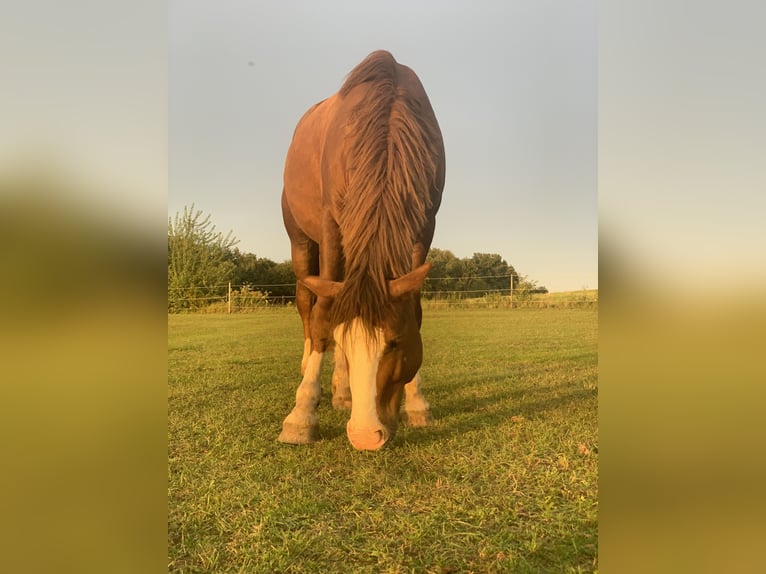 Freiberger Mix Gelding 6 years 15 hh Chestnut in Schönefeld