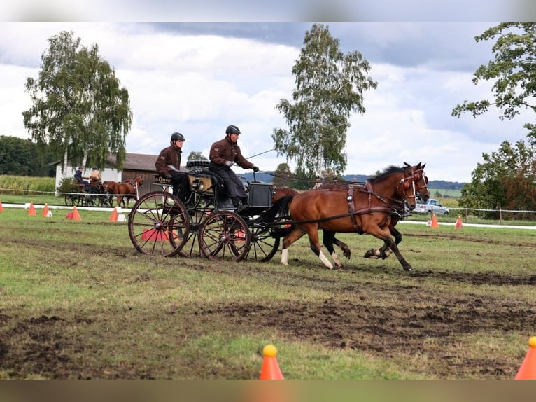 Freiberger Gelding 6 years 15,2 hh Brown in Fischbachau