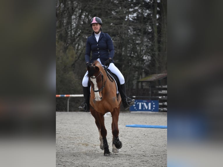Freiberger Gelding 6 years 16 hh Brown in Nord Pas de Calais