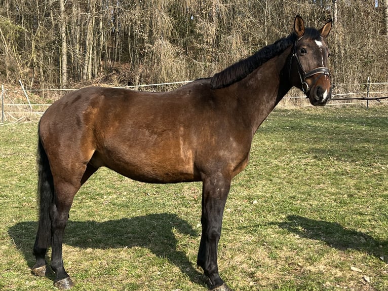 Freiberger Gelding 6 years 16 hh Brown in Ursensollen