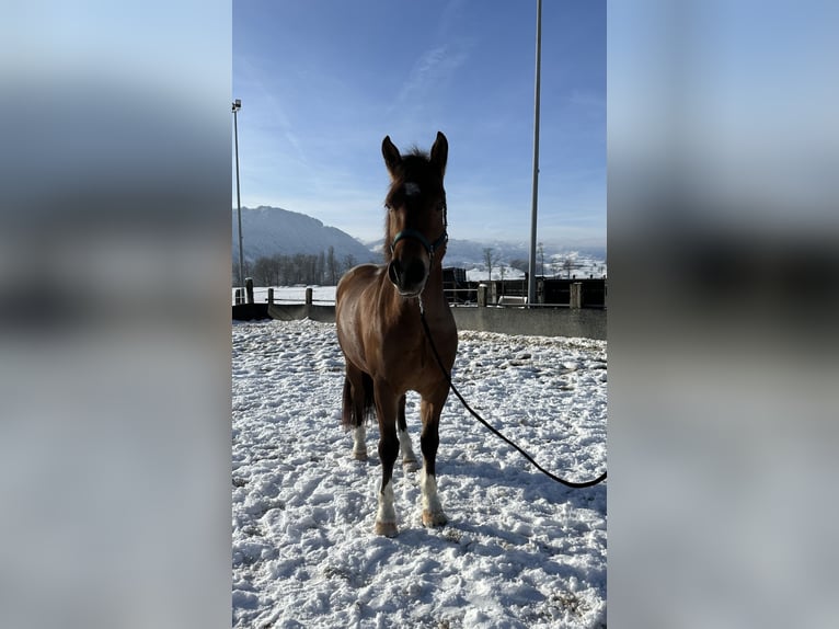 Freiberger Gelding 6 years 16 hh Brown in Tuggen