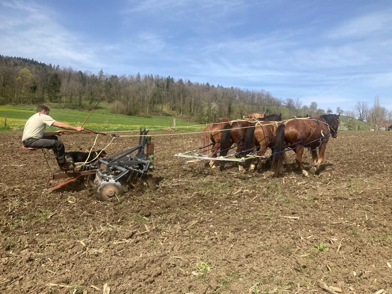 Freiberger Gelding 6 years in Ramiswil