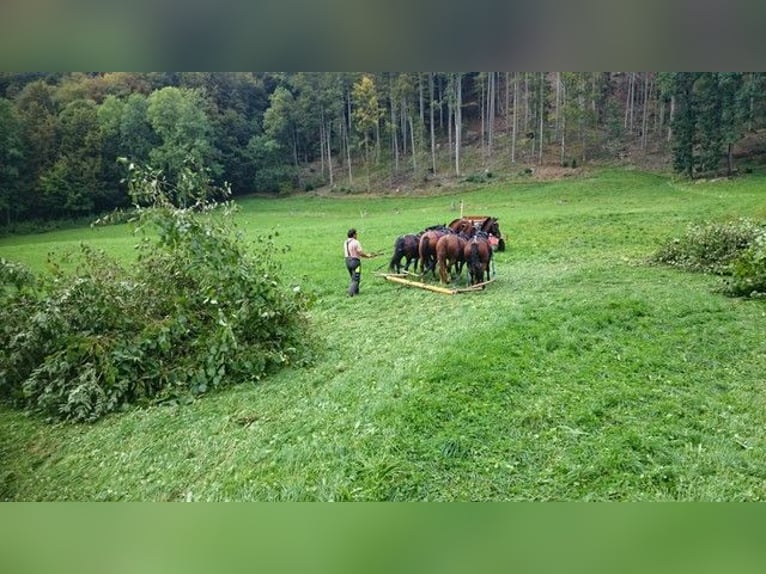 Freiberger Gelding 6 years in Ramiswil