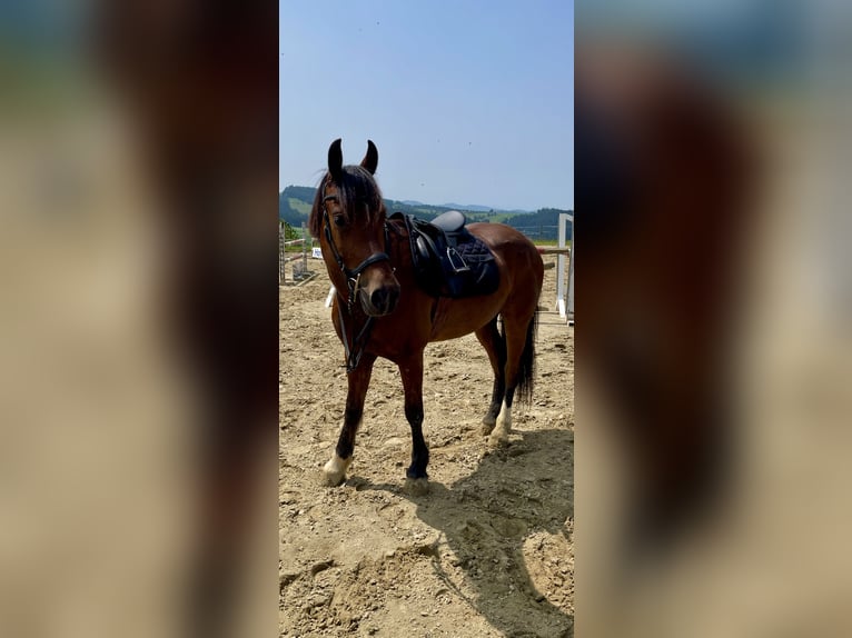 Freiberger Gelding 7 years 14.3 hh Brown in Signau