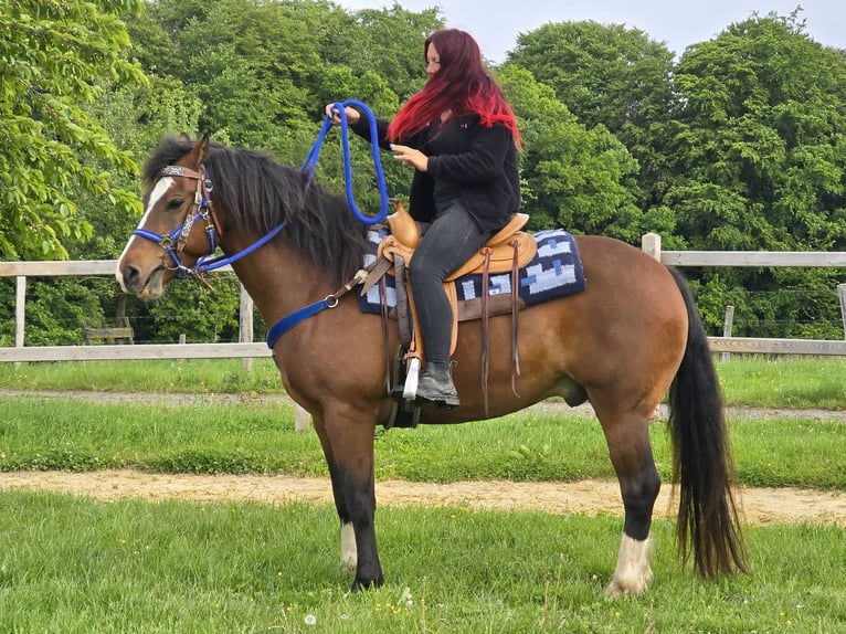 Freiberger Gelding 7 years 15.1 hh Brown in Linkenbach