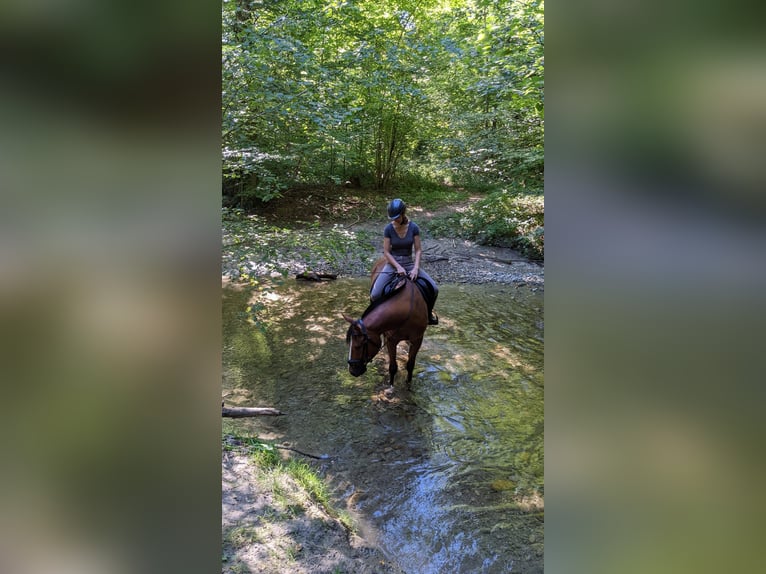 Freiberger Gelding 7 years 15,1 hh Brown in Hasle b. Burgdorf