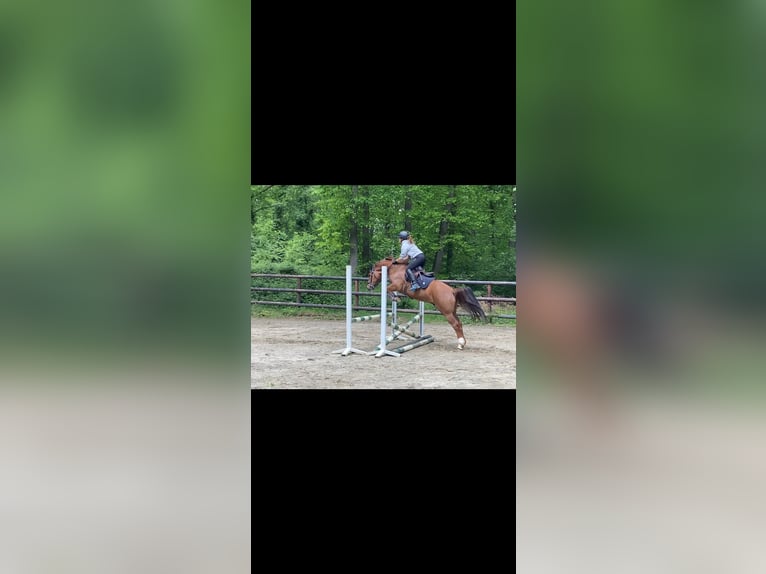Freiberger Gelding 7 years 15.1 hh Chestnut-Red in Leuven