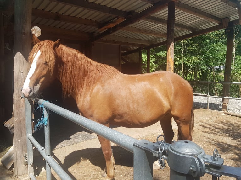 Freiberger Gelding 7 years 15,1 hh Chestnut-Red in Sulzberg