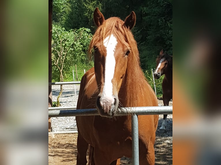 Freiberger Gelding 7 years 15,1 hh Chestnut-Red in Sulzberg