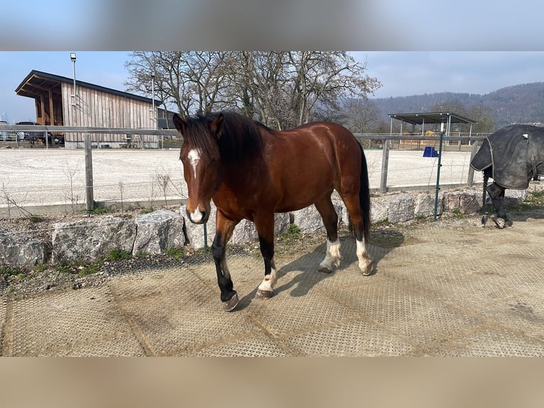 Freiberger Gelding 7 years 15,2 hh Brown in Basel