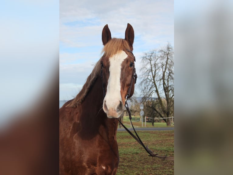 Freiberger Gelding 7 years 15.2 hh Chestnut-Red in Schönholzerswilen