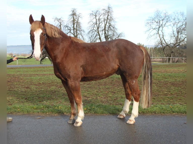 Freiberger Gelding 7 years 15.2 hh Chestnut-Red in Schönholzerswilen