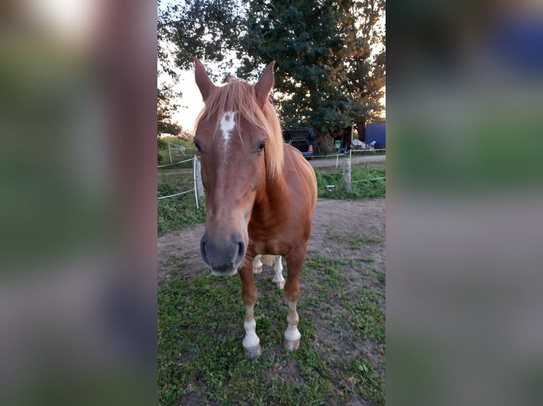 Freiberger Gelding 7 years 15,1 hh Chestnut-Red in Kleim Meckelsen