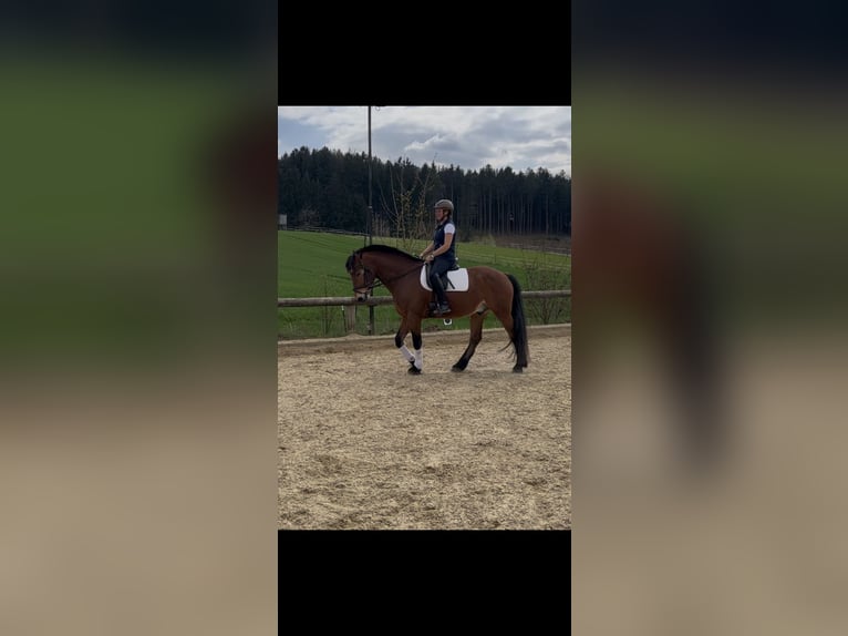 Freiberger Gelding 7 years 15,2 hh Brown in Gerolsbach