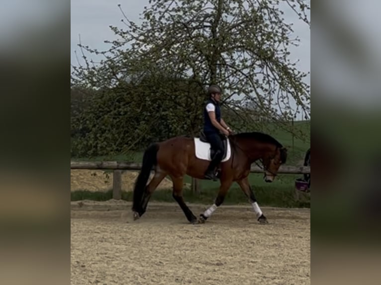 Freiberger Gelding 7 years 15,2 hh Brown in Gerolsbach