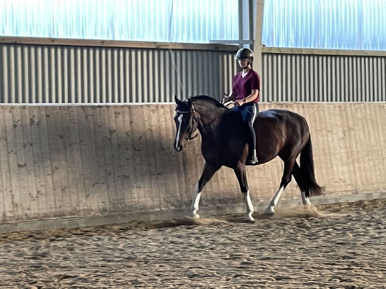 Freiberger Gelding 7 years 15,3 hh Bay-Dark in Handewitt