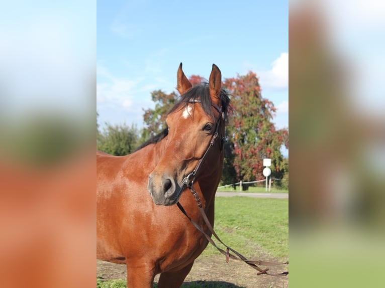 Freiberger Gelding 7 years 16 hh Brown in Sch&#xF6;nholzerswilen