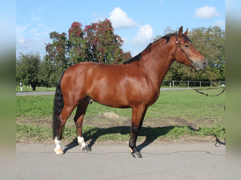 Freiberger Gelding 7 years 16 hh Brown in Sch&#xF6;nholzerswilen