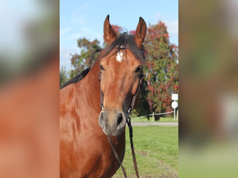 Freiberger Gelding 7 years 16 hh Brown in Sch&#xF6;nholzerswilen