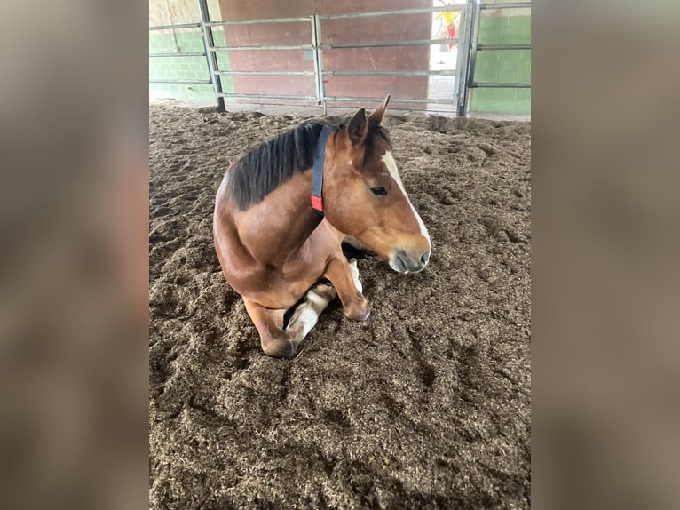 Freiberger Gelding 7 years 16 hh Brown in Cham