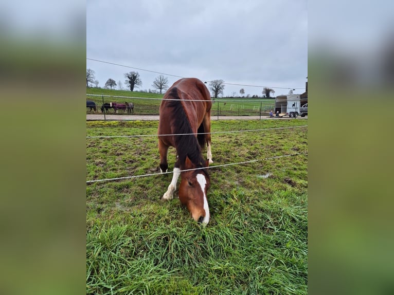 Freiberger Gelding 7 years 16 hh Brown in Cham