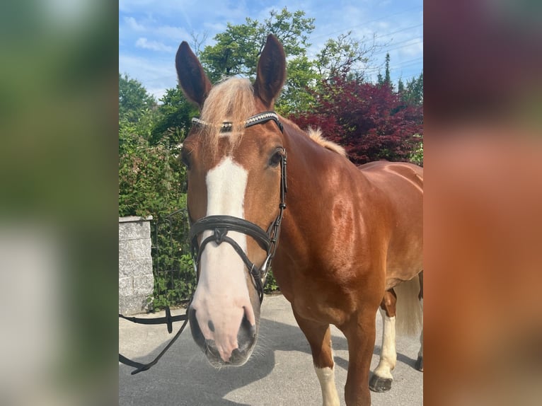 Freiberger Gelding 7 years 16 hh Chestnut-Red in Buchs ZH