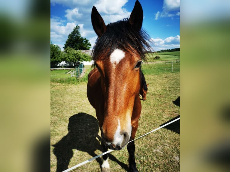 Freiberger Gelding 7 years Brown in Homberg (Ohm)