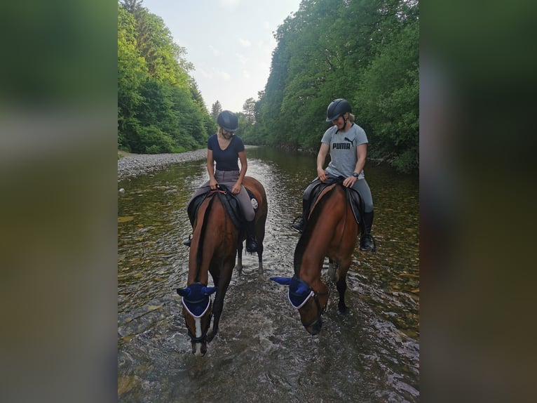 Freiberger Gelding 8 years 15,2 hh Brown in Hasle b. Burgdorf