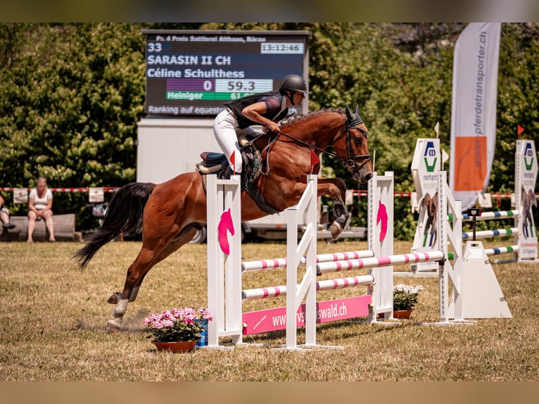 Freiberger Gelding 8 years 15,2 hh Brown in Hasle b. Burgdorf